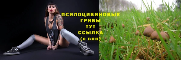 индика Белокуриха