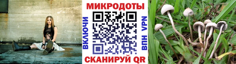 блэк спрут   Биробиджан  Галлюциногенные грибы Cubensis 